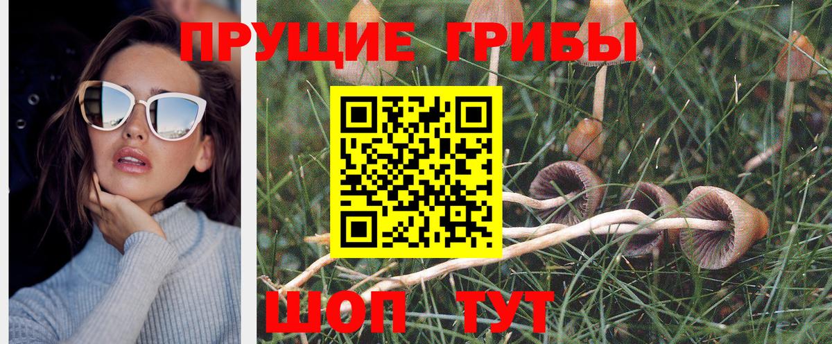 Псилоцибиновые грибы Psilocybine cubensis  цены   Асбест  Галлюциногенные грибы Psilocybine cubensis 